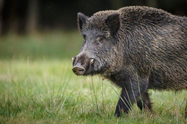 Sanidade Animal – Defesa Agropecuária e CATI disponibilizam portal para abordar controle dos javalis