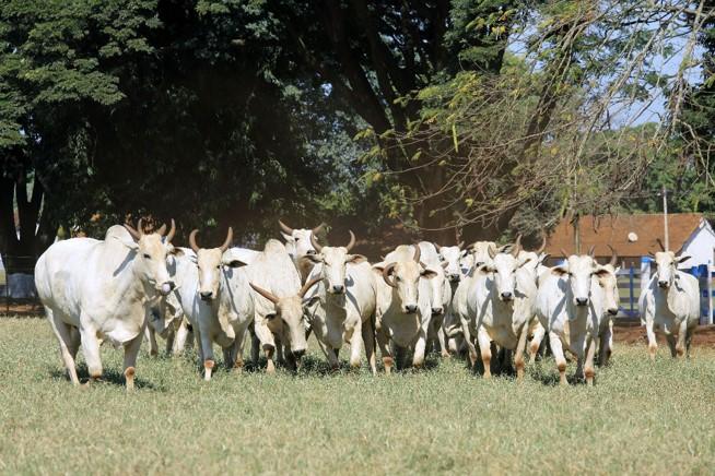 IZ comemora Dia do Boi com pesquisas que geram carne de melhor qualidade, com menor custo e que produzem menos impacto ambiental