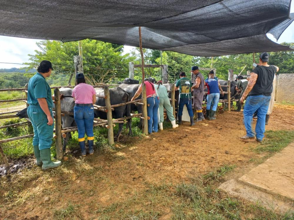 Treinamentos oferecidos pelo IZ aprimoram conhecimentos na área de Bubalinocultura