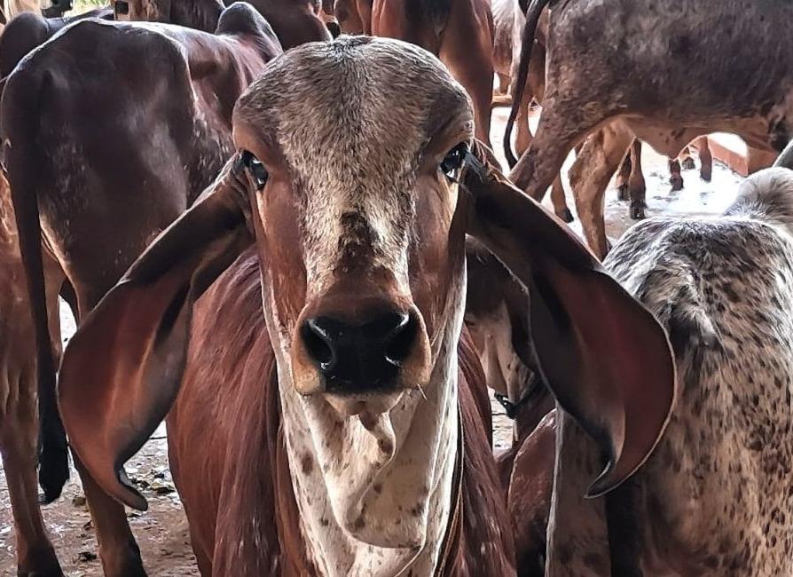 Bem-estar de bezerras leiteiras será tema de webinar oferecido pelo IZ