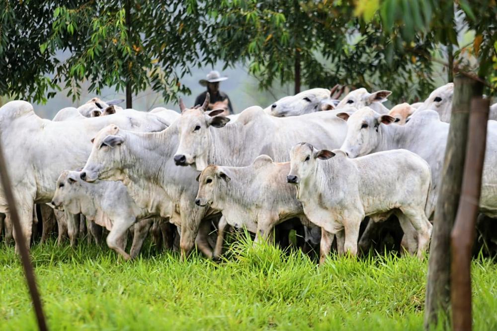 Febre Aftosa – São Paulo se prepara para campanha de maio de 2023