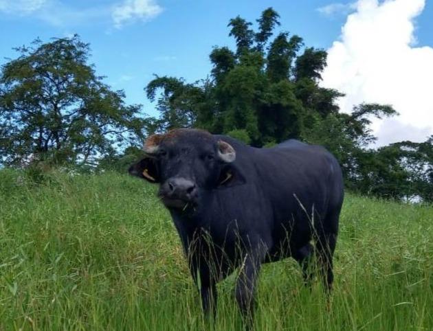 IZ realizará curso de inseminação artificial de bubalinos