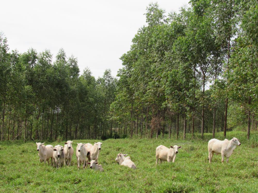 Instituições de Pesquisa e Extensão da Secretaria de Agricultura difundem tecnologias para valorização florestal