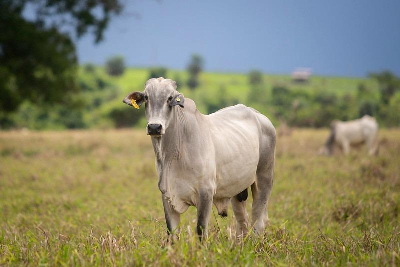 Exportação de animais vivos: o Brasil tem muito espaço para ampliar suas vendas e o Instituto Biológico pode ajudar