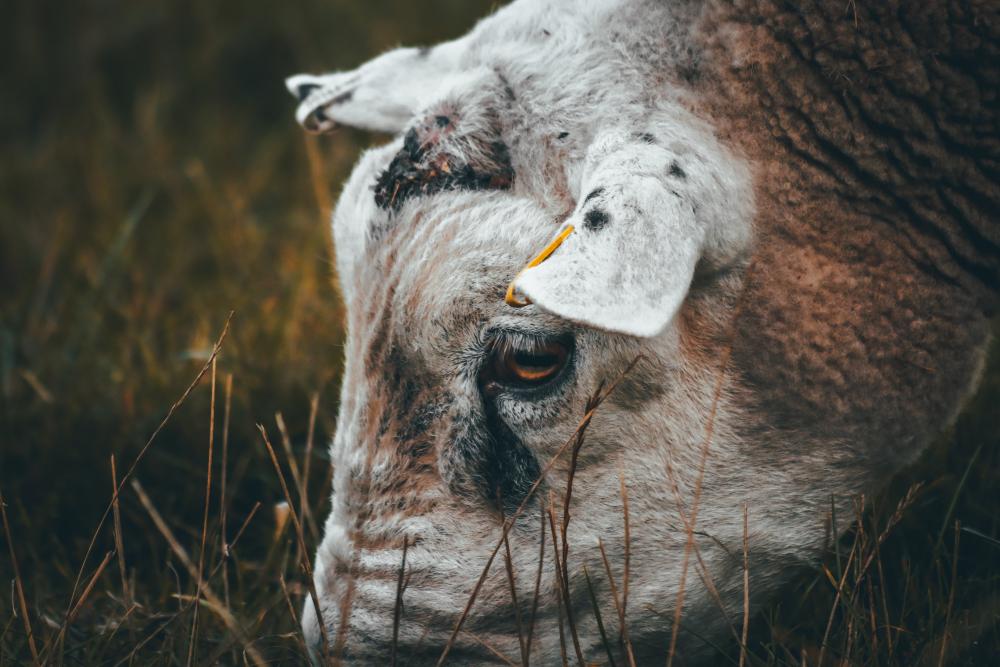 IB esclarece dúvidas sobre o mal da vaca louca