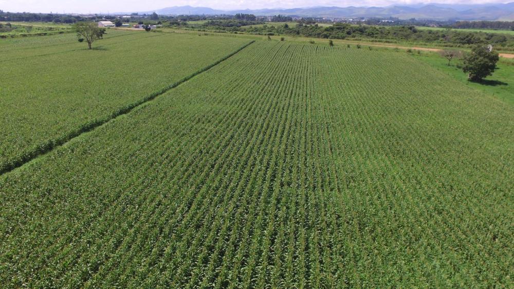 Dia de campo apresentará resultados preliminares de pesquisas científicas para produtores de leite do Vale do Paraíba