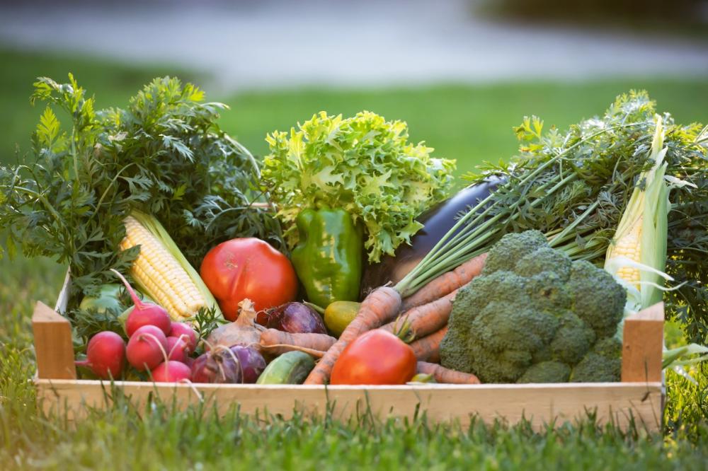Circuito sobre Segurança Alimentar no Estado de São Paulo abre diálogos com municípios a partir do dia 8 de fevereiro