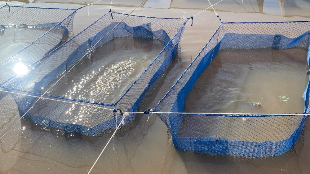INSTITUTO DE PESCA CONTRIBUI PARA O FORTALECIMENTO DA TILAPICULTURA PAULISTA