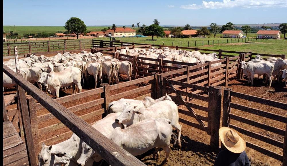 Campanha de novembro contra febre aftosa já tem mais de 2 milhões de animais imunizados