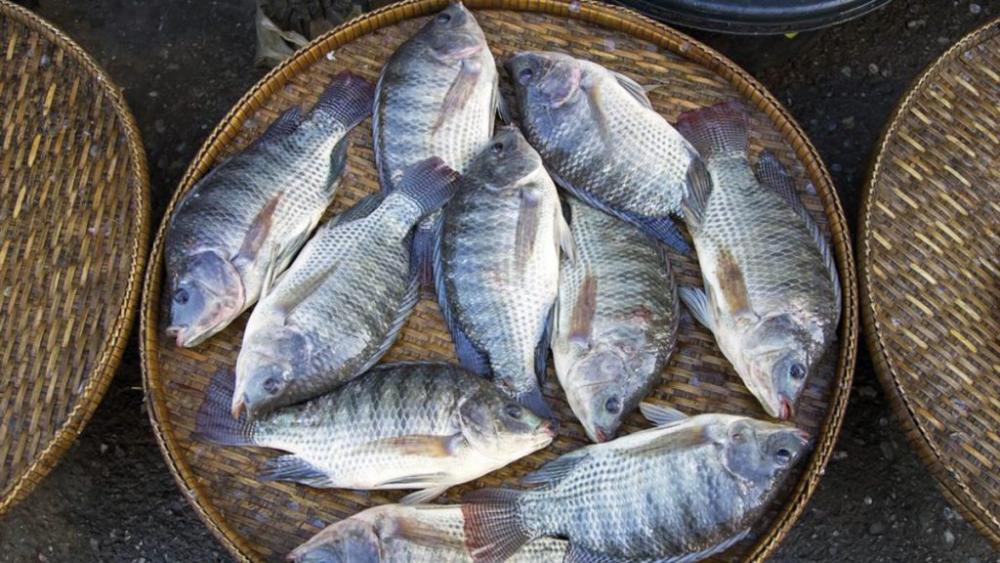 IX Simpósio de Controle de Qualidade do Pescado está no Seafood Show Latin America