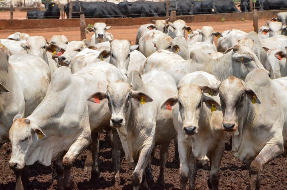 Defesa Agropecuária realiza série de palestras sobre Febre Aftosa