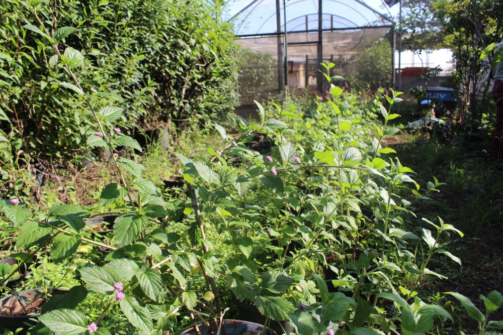 IAC completa 135 anos com lançamento de cultivar inédita no mundo