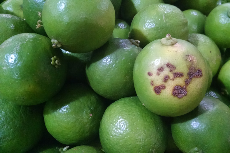 Citricultores têm até 15 de julho para entregar o Relatório Cancro/HLB (Greening)