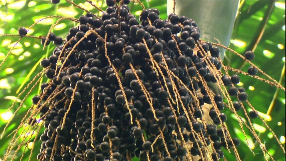 Comissões Regionais da Baixada Santista e Vale do Ribeira discutem segurança alimentar