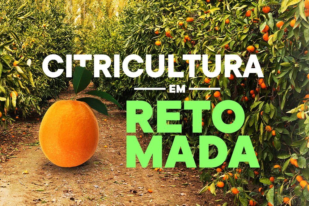Setor citrícola espera retomada da produção de laranja na safra 2022/2023