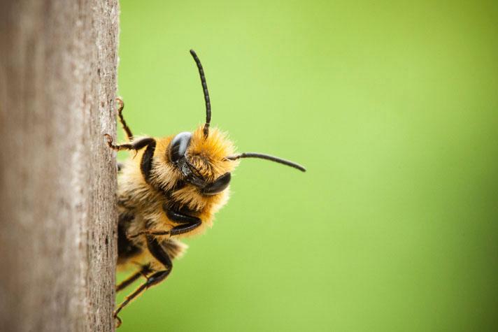 CATI incentiva a conscientização sobre a importância das abelhas para a agricultura e conservação da biodiversidade