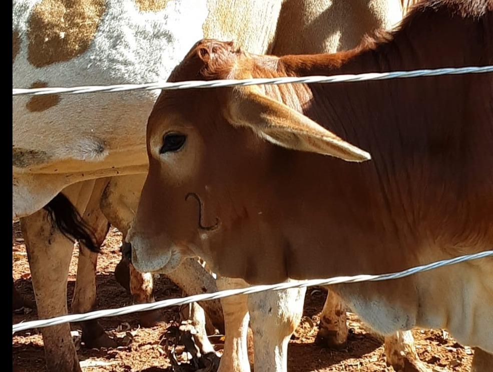 Produtores têm até fim do mês para vacinarem rebanho contra Brucelose