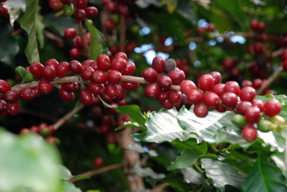 Café, uma das preferências nacionais