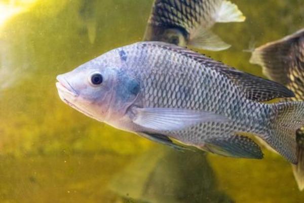 Na Aquishow, SAA apresenta novas tecnologias, linha de crédito e orientações ao setor de pesca e aquicultura
