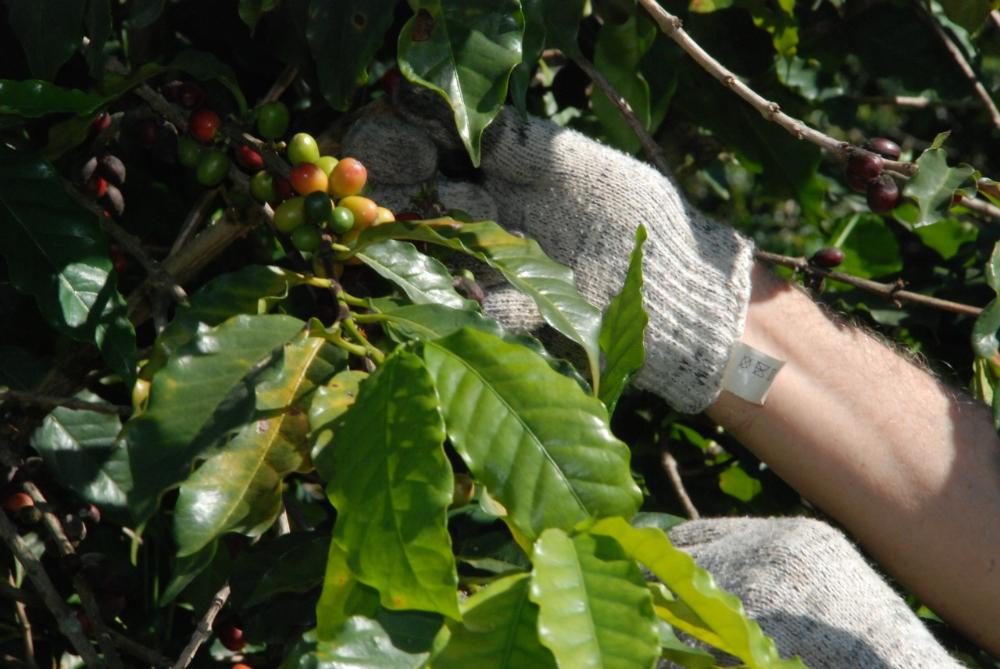 A espera acabou! O Sabor da Colheita será no dia 21 de maio