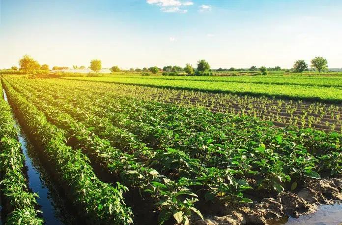 Levantamento das propriedades rurais realizado pelo IEA traça cenário abrangente do agro paulista