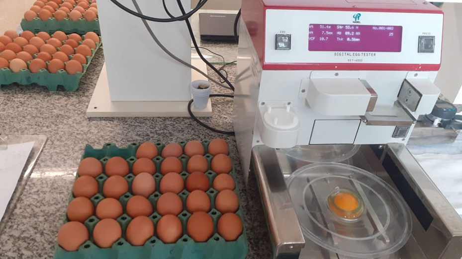 IZ atua no desenvolvimento de pesquisas em diferentes sistemas de produção avícola