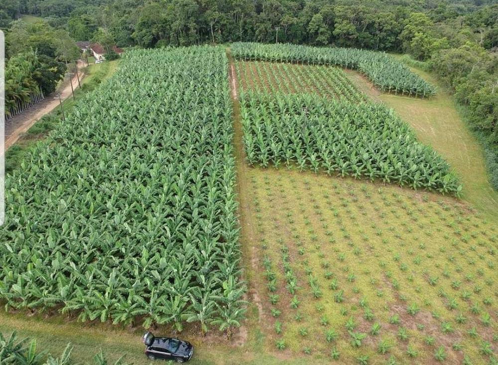 Na FEIBANANA 2022, APTA Regional apresenta pesquisas que podem dobrar produtividade da fruta no Vale do Ribeira