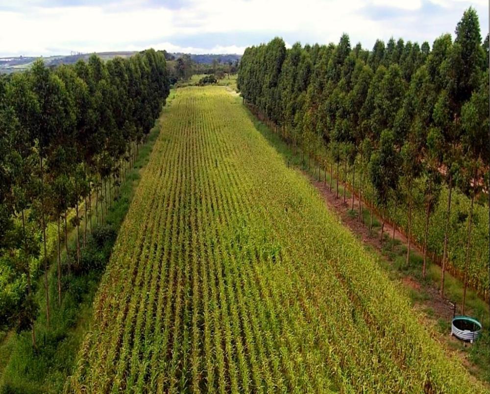 Investimentos da Secretaria de Agricultura de SP na APTA Regional impulsionam pesquisas em produção sustentável