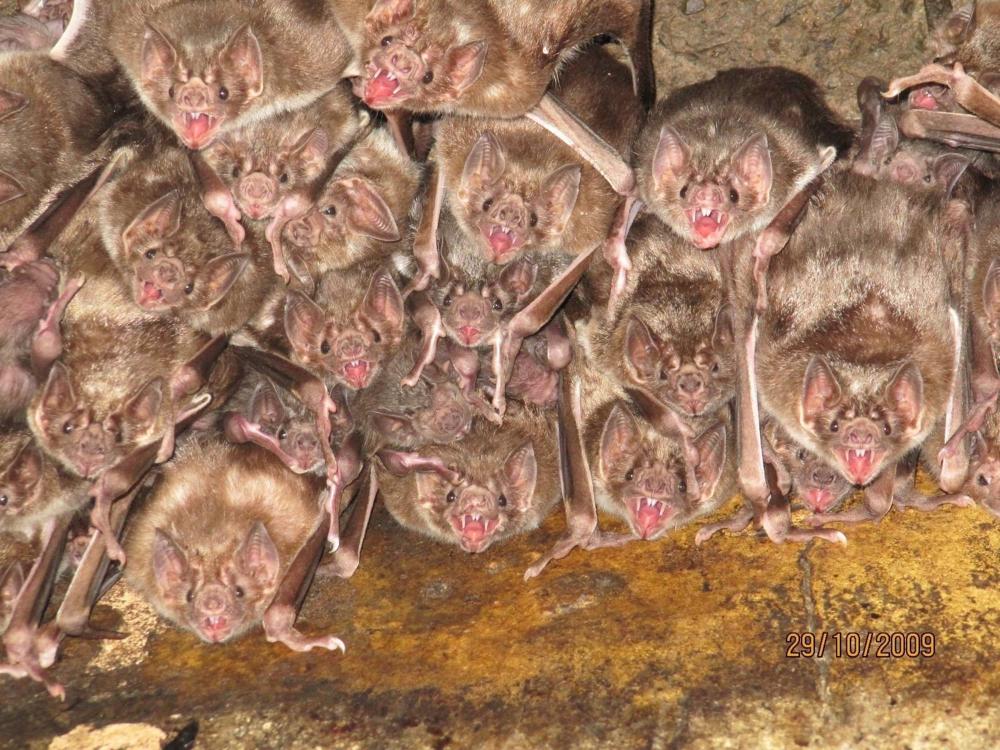 A proteção dos animais e o controle dos transmissores diminuem os casos de raiva dos herbívoros em São Paulo