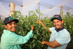 SP garante R$ 829 milhões em crédito e apoio ao agro e fortalece mais de 42 mil produtores rurais em três anos