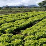 Governo de SP libera R$ 2 milhões em crédito emergencial para produtores afetados por temporais em Mogi das Cruzes