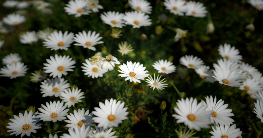 Appartamento ristrutturato con giardino e piscina 6