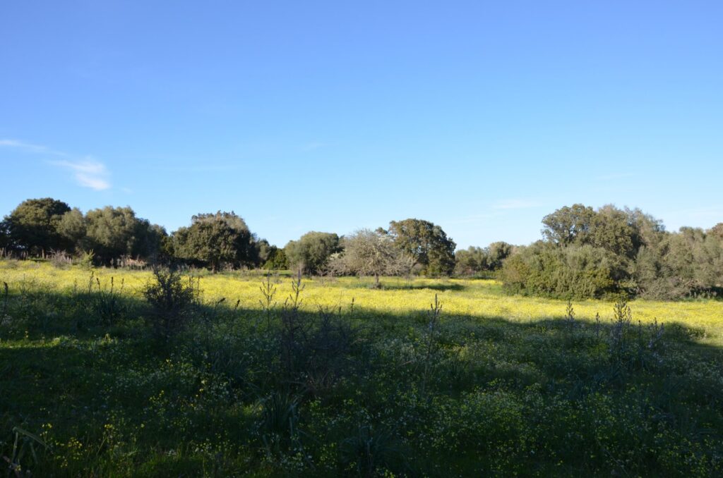 Terreno agricolo zona E2 di 5 ettari – Telti (Gallura) 2