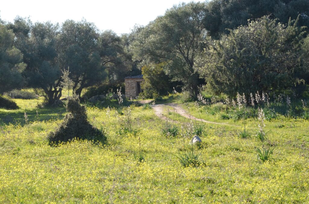 Terreno agricolo zona E2 di 5 ettari – Telti (Gallura) 11