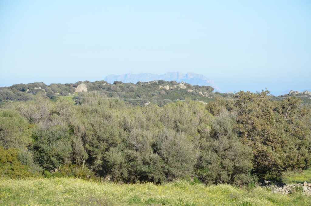 Terreno agricolo zona E2 di 5 ettari – Telti (Gallura) 4