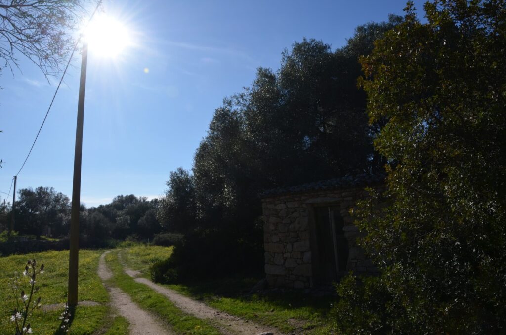 Terreno agricolo zona E2 di 5 ettari – Telti (Gallura) 5