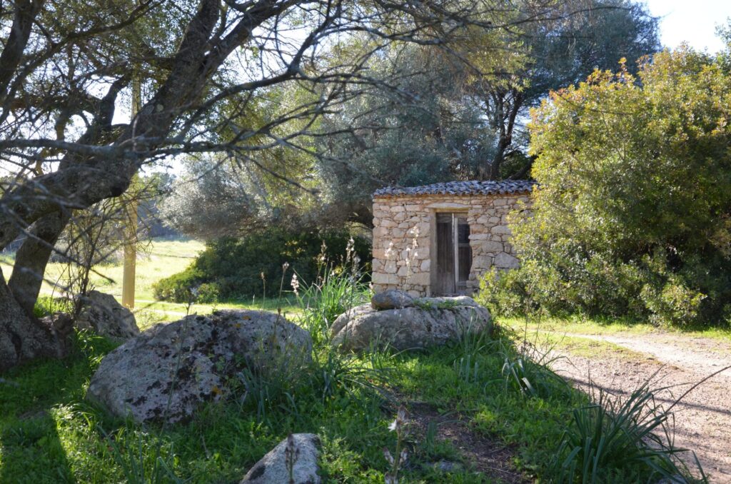 Terreno agricolo zona E2 di 5 ettari – Telti (Gallura) 6