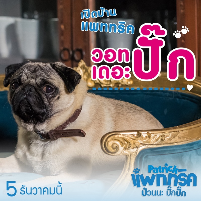 ป่วนปั๊กปั๊ก ป่วนมากมาก! เปิดบ้าน “Patrick” ทำความรู้จักสมาชิกผู้ร่วมชะตากรรมสุดป่วง “วอทเดอะปั๊ก”