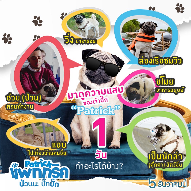 มีใครให้ป่วนกว่านี้มั้ย! มาดูความแสบของเจ้าปั๊ก “Patrick” 1 วันทำอะไรได้บ้าง?