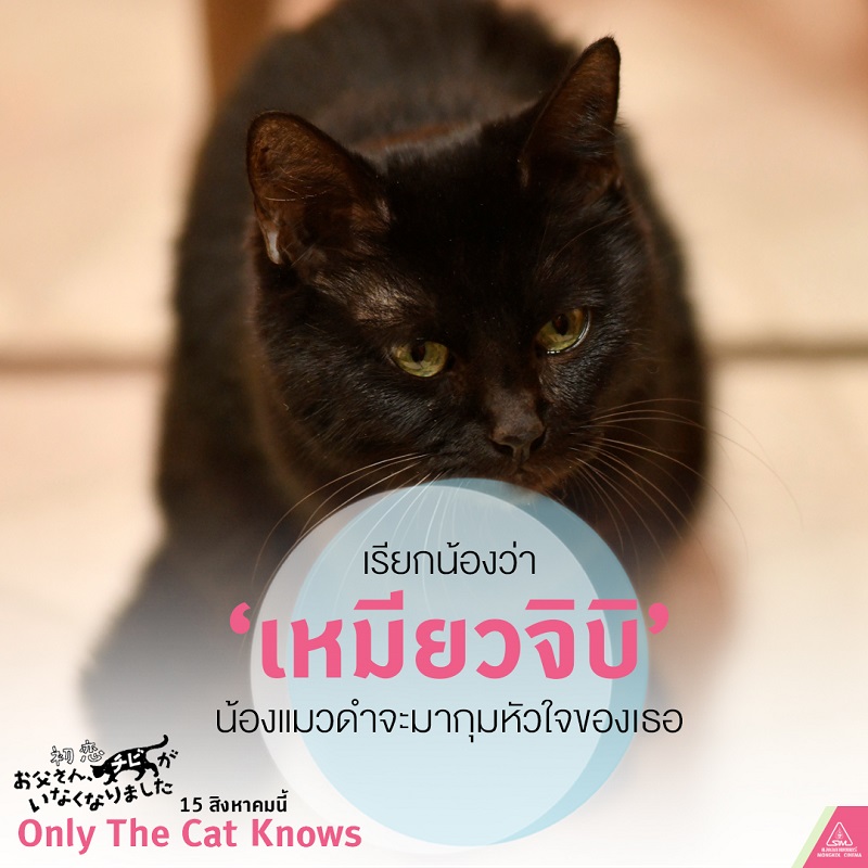 “ไบโช จิเอโกะ-ฟูจิ ทัตซึยะ-อิชิคาวะ มิคาโกะ” รวมทีมเฉพาะกิจ! ตามหาเจ้าเหมียว เอาใจช่วยทุกคนได้ใน “Only the Cat Knows เจ้าเหมียวจิบิหายไปไหนนะ?”