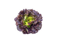 Salade Feuille de Chêne Rouge à la Pièce.