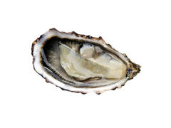 Huître N°1