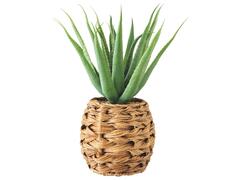 Plante d'Aloe avec Pot d'Herbe Marine Kasa 38 cm