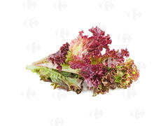 Salade Lolo Rouge à la pièce.