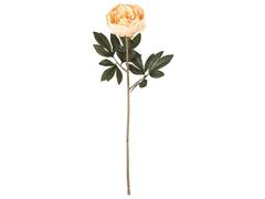 Tige de Pivoine Jaune Kasa 48 cm