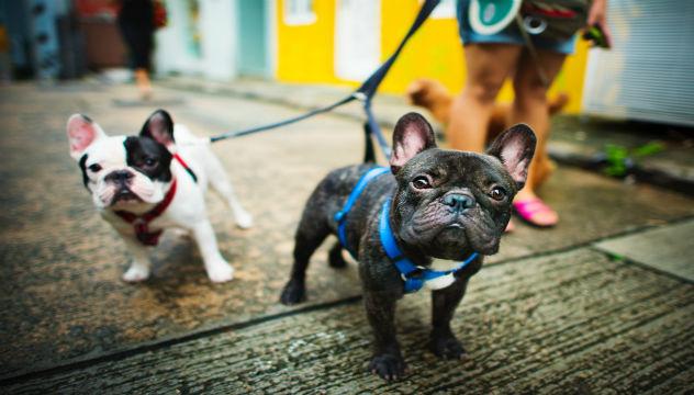 two french bulldogs