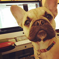 Princess Boo - Office Dog - Responsible for Licks, Mascotting and receiving tummy tickles. Princess Boo - Office Dog