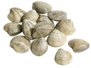 Vongole frisch