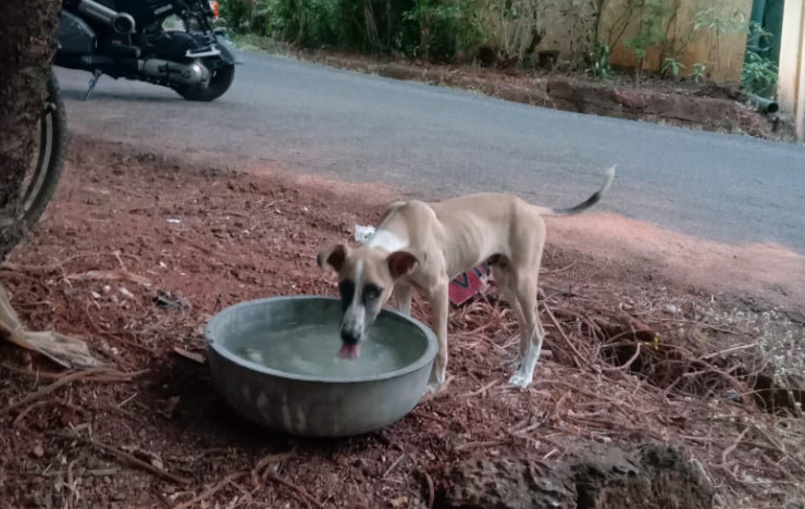 Water Bowl Project