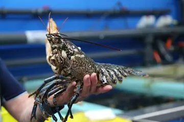 KitchenBridge I: Viveiros San Antón PT